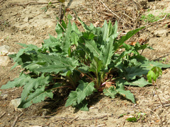 Silphium perfoliatum