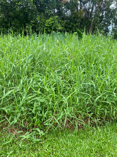 Urochloa mutica observed 2026-08-31