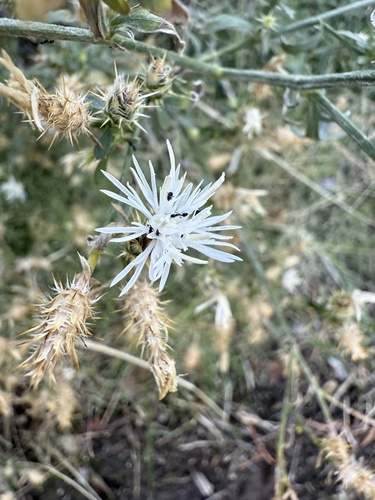 Monomorium ergatogyna