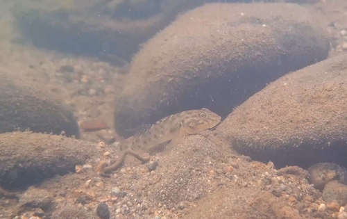 Spotfin River Goby