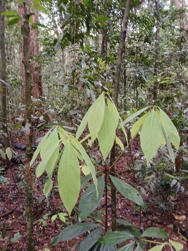 Neolitsea dealbata observed 2026-09-01
