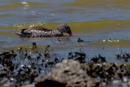 iNaturalist image