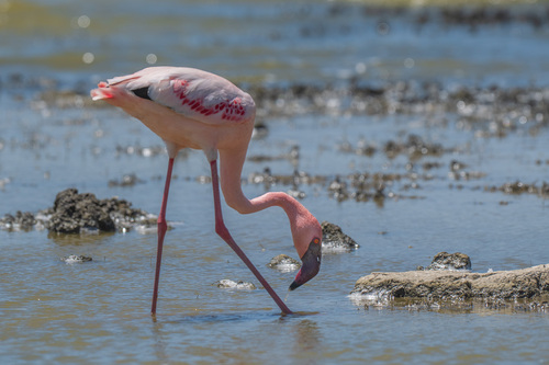 iNaturalist image