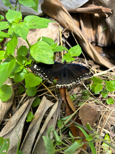 Great Eggfly