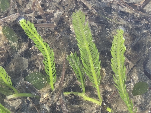 Caulerpa taxifolia observed 2026-09-01