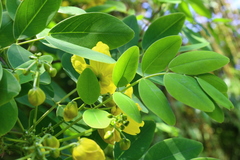 Senna sulfurea
