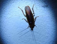 Ischnoptera