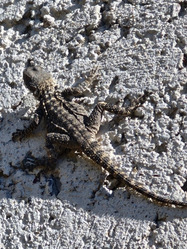 Caucasian Agama