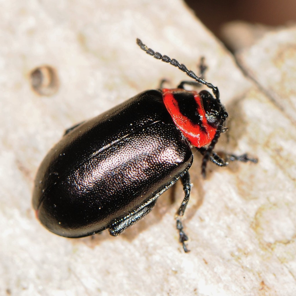 Red-lined Flea Beetle