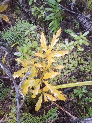 Pseudopanax discolor