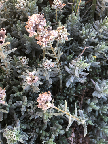 Teucrium capitatum, photograph 6