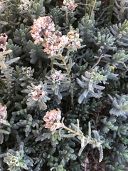 Teucrium capitatum, photograph (c) Marcello Manara, some rights reserved (CC BY)