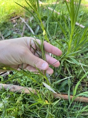 Xerochrysum viscosum, photograph (c) Jared Shorma, some rights reserved (CC BY)