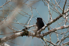 Knipolegus nigerrimus