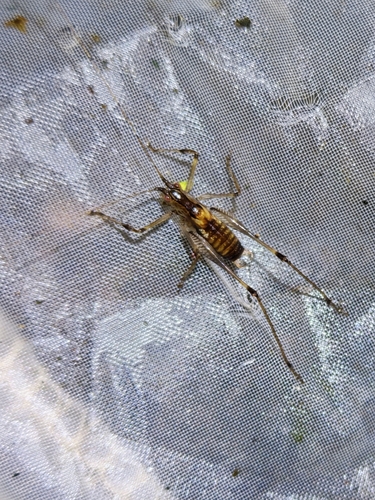Phlugiolopsis tribranchis