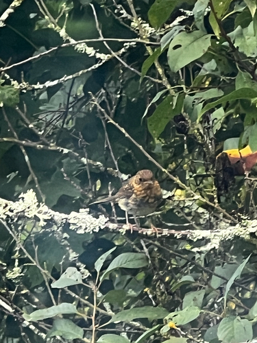 European Robin
