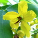 Smooth Senna - Photo (c) bright13, some rights reserved (CC BY-NC), uploaded by bright13