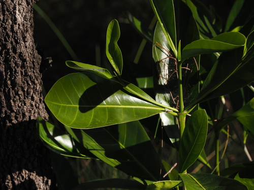 Atractocarpus fitzalanii, photograph 4