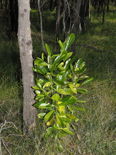 Atractocarpus fitzalanii, photograph 5