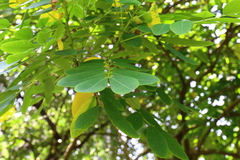 Senna sulfurea