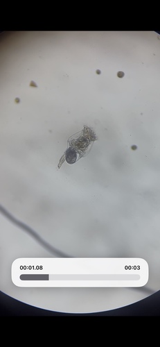 Brachionus quadridentatus