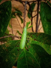 Photiomantis
