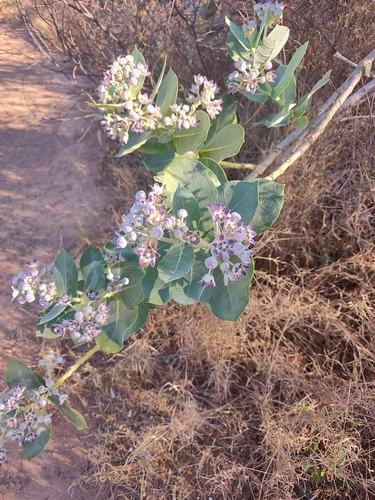 giant milkweed