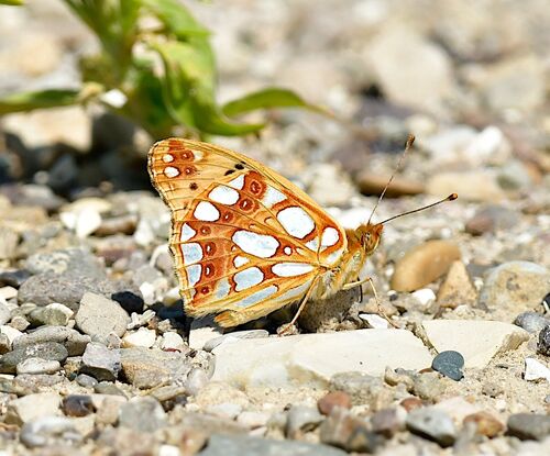 Queen of Spain Fritillary