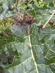 Solanum prinophyllum, photograph (c) Ian Rainbow, some rights reserved (CC BY)