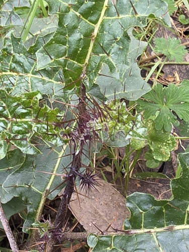 Solanum prinophyllum, photograph 4