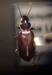 Sericoda obsoleta