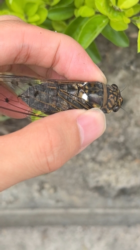Macrosemia umbrata