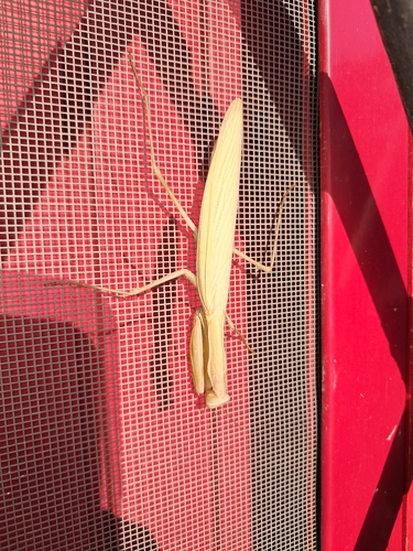 European Mantis