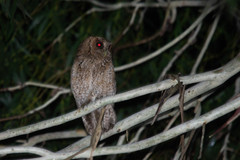 Megascops sanctaecatarinae