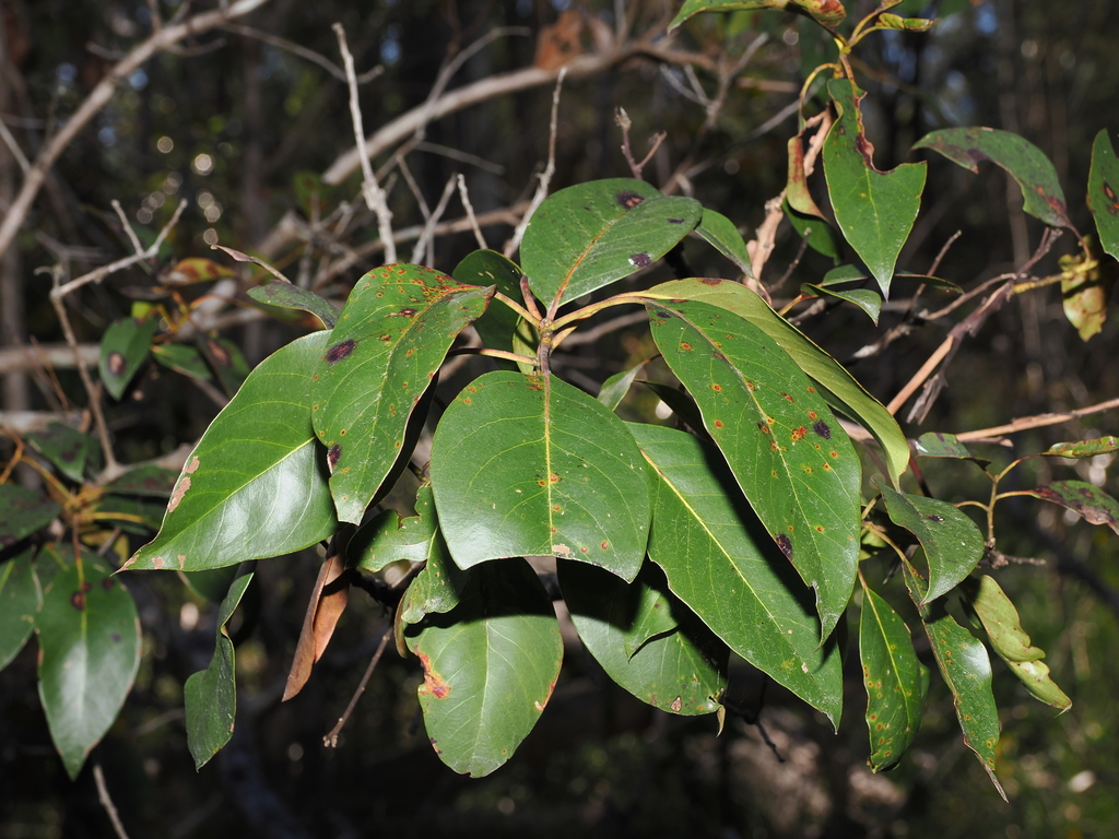 Lophostemon suaveolens; photograph (c) Lucas Christofides, some rights reserved (CC BY)
