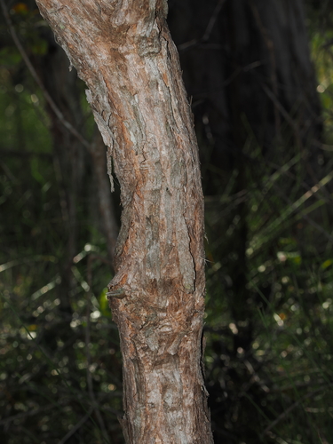 Lophostemon suaveolens, photograph 3