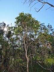 Lophostemon suaveolens