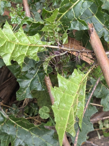 Solanum prinophyllum, photograph 5