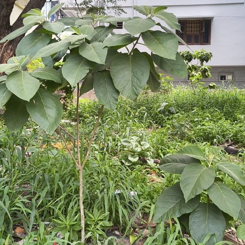 Solanum erianthum, photograph 4