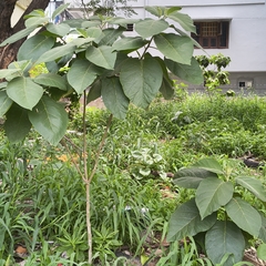Solanum erianthum, photograph (c) Raja Sekhar Chimirala, some rights reserved (CC BY)