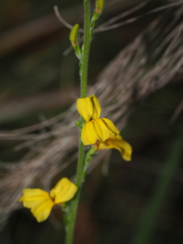 Goodenia bellidifolia, 2026-08-13