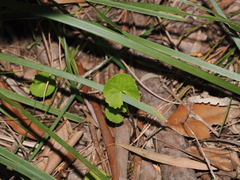 Centella asiatica, photograph (c) Lucas Christofides, some rights reserved (CC BY)