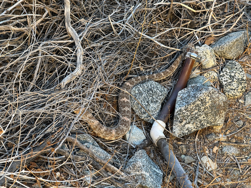 iNaturalist observation photo of Southwestern Speckled Rattlesnake
