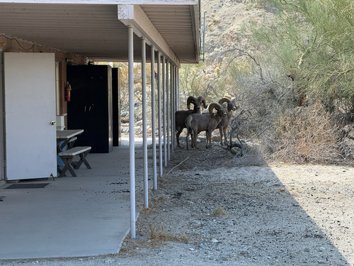 iNaturalist observation photo of Bighorn Sheep
