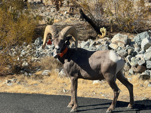 iNaturalist observation photo of Bighorn Sheep
