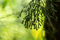 Hatiora salicornoides