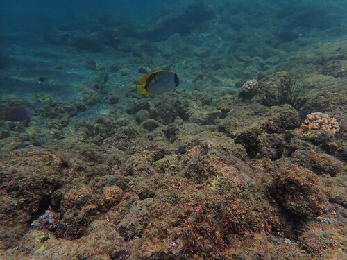 Chaetodon lineolatus, 2026-08-27