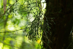 Hatiora salicornoides