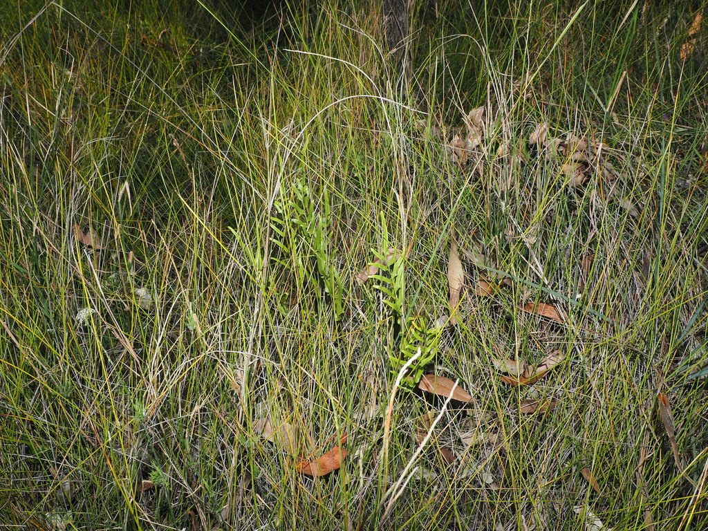 Lindsaea ensifolia; photograph (c) Lucas Christofides, some rights reserved (CC BY)