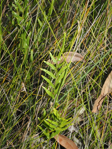 Lindsaea ensifolia, photograph 1